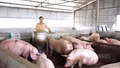 Giữ đàn vật nuôi giữa vùng dịch