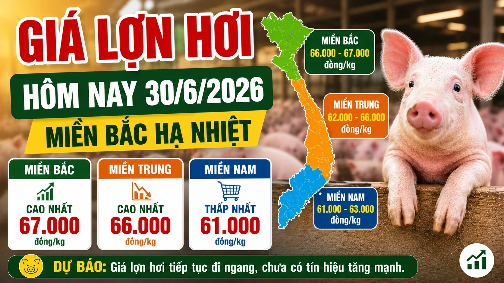 gia-heo-hoi-hom-nay-30-6-2026.jpg