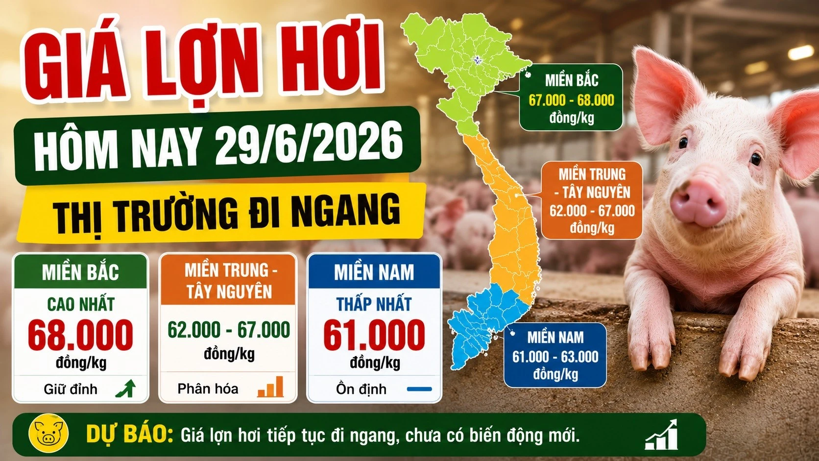 gia-heo-hoi-hom-nay-29-6-2026.jpg