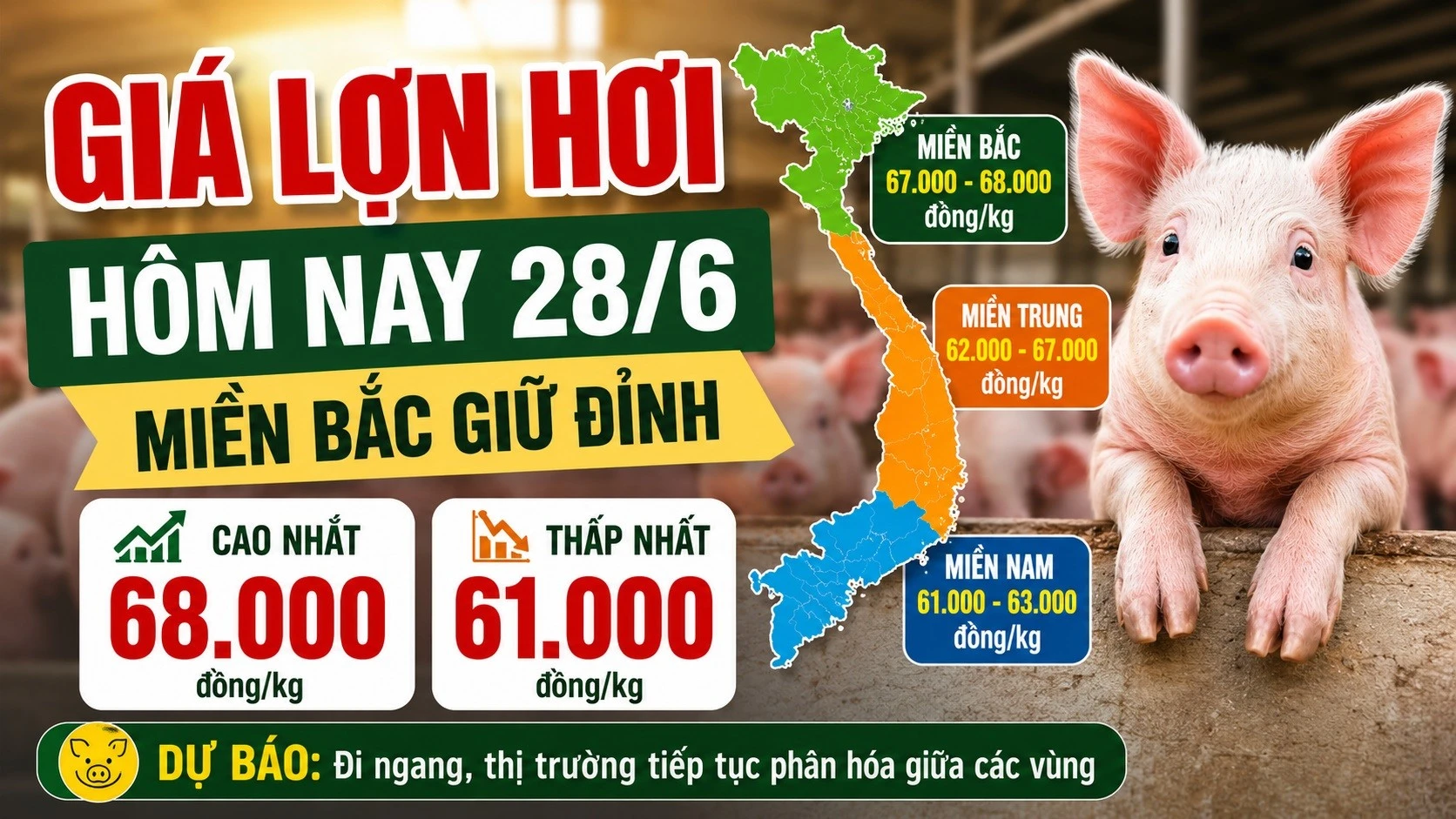 gia-heo-hoi-hom-nay-28-6-2026-3216.jpg