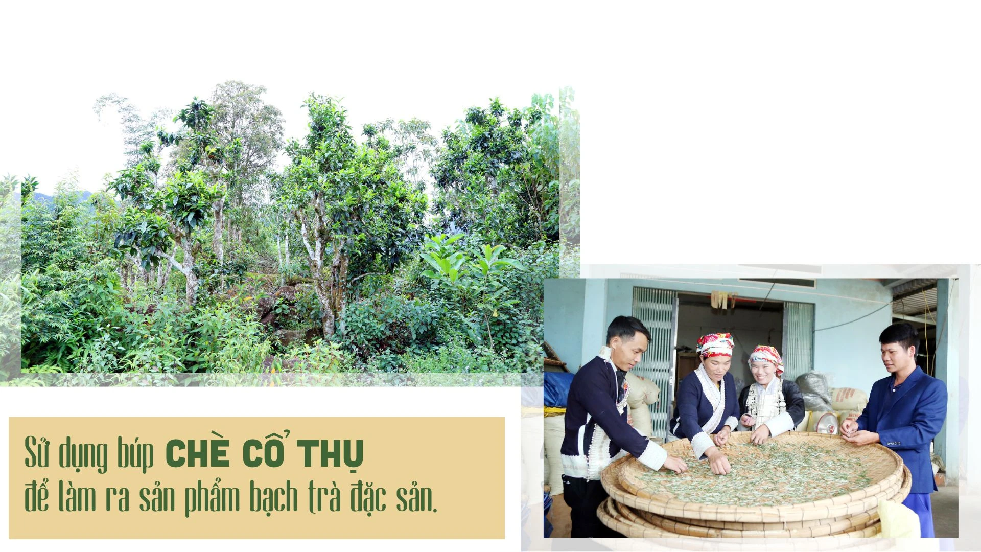 mo-cua-kho-vang-xanh-2-4820.jpg