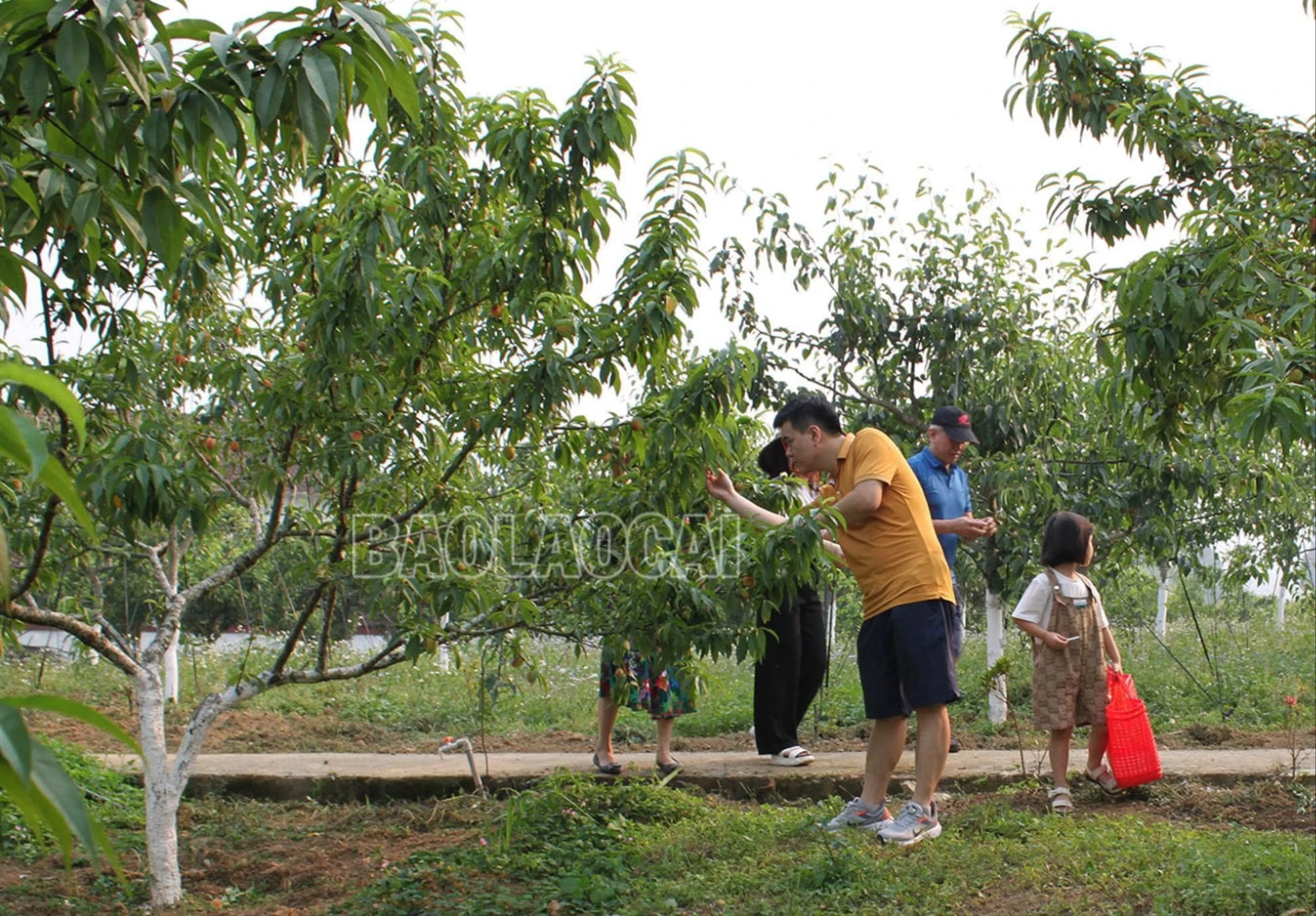 du khách tham quan trải nghiệm vườn đào.jpg