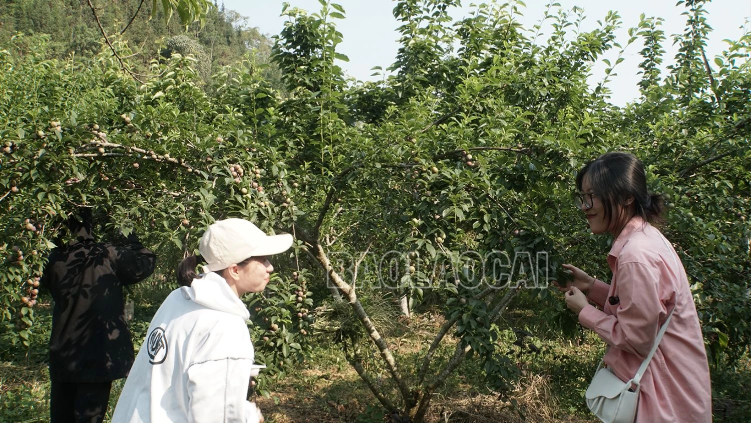 du khách trải nghiệm dịch vụ hái mận tại vườn_.png