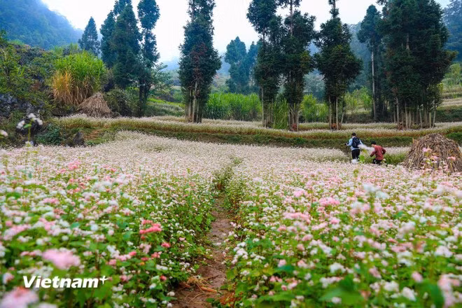 Hoa tam giác mạch.