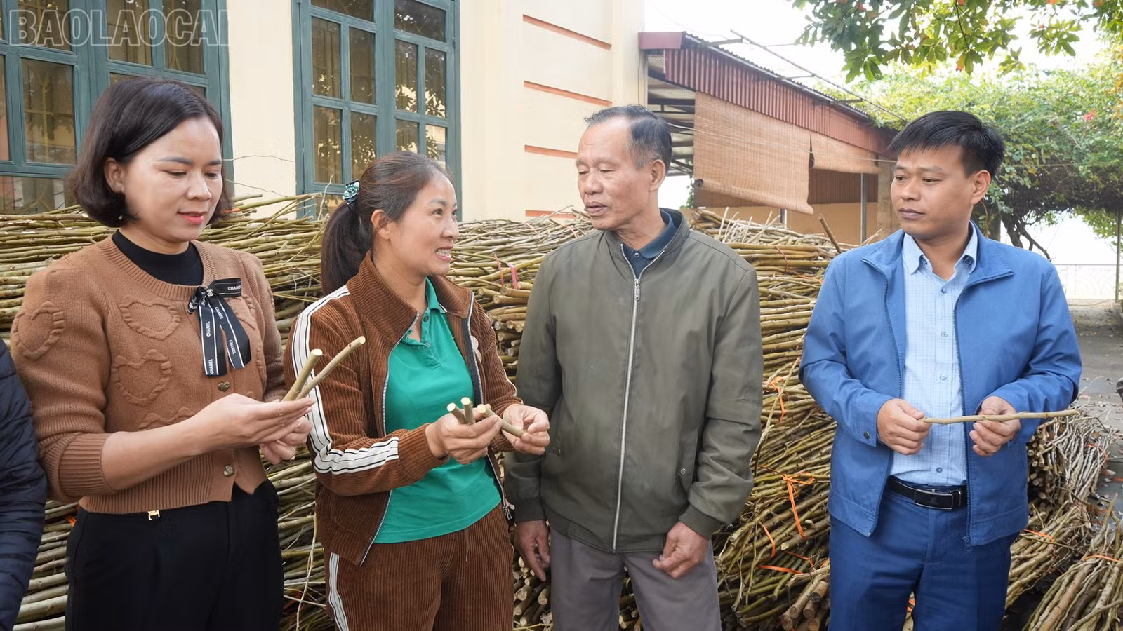 Công ty Cổ phần Dâu tằm tơ Yên Bái cấp dâu giống S7 cho người dân.