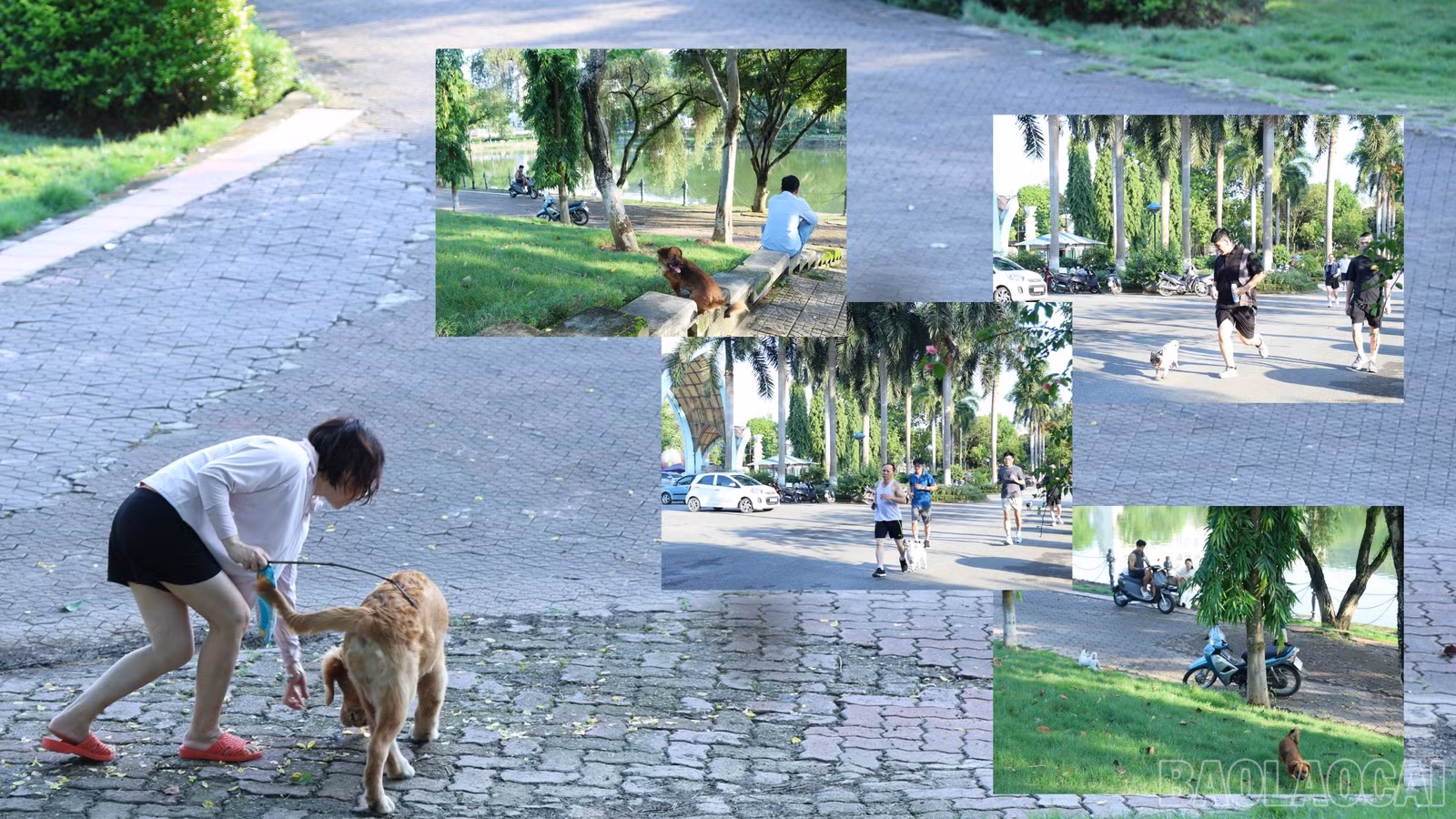 Vẫn còn tình trạng thả rông chó ở Công viên Nhạc Sơn.