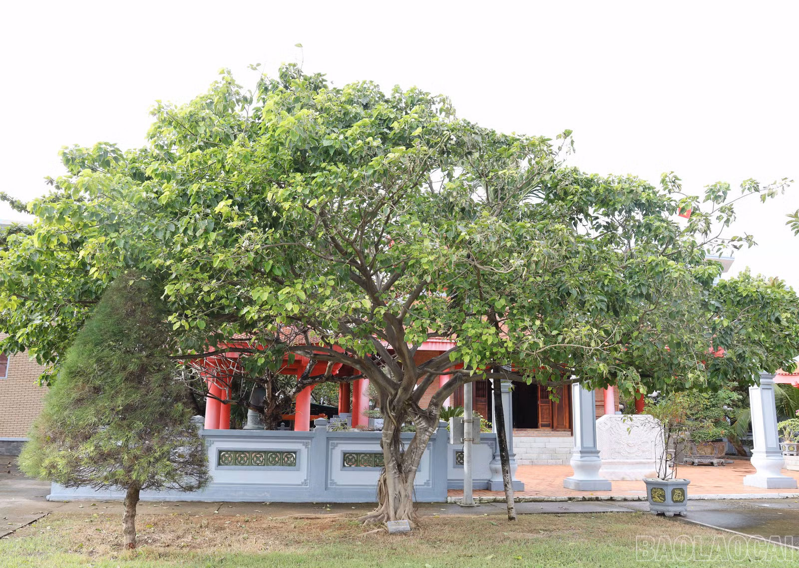 baolaocai-br_8900.jpg