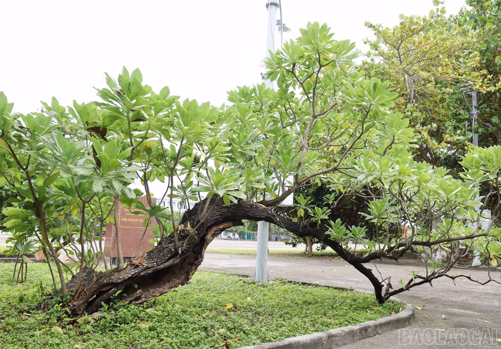 baolaocai-br_8827.jpg
