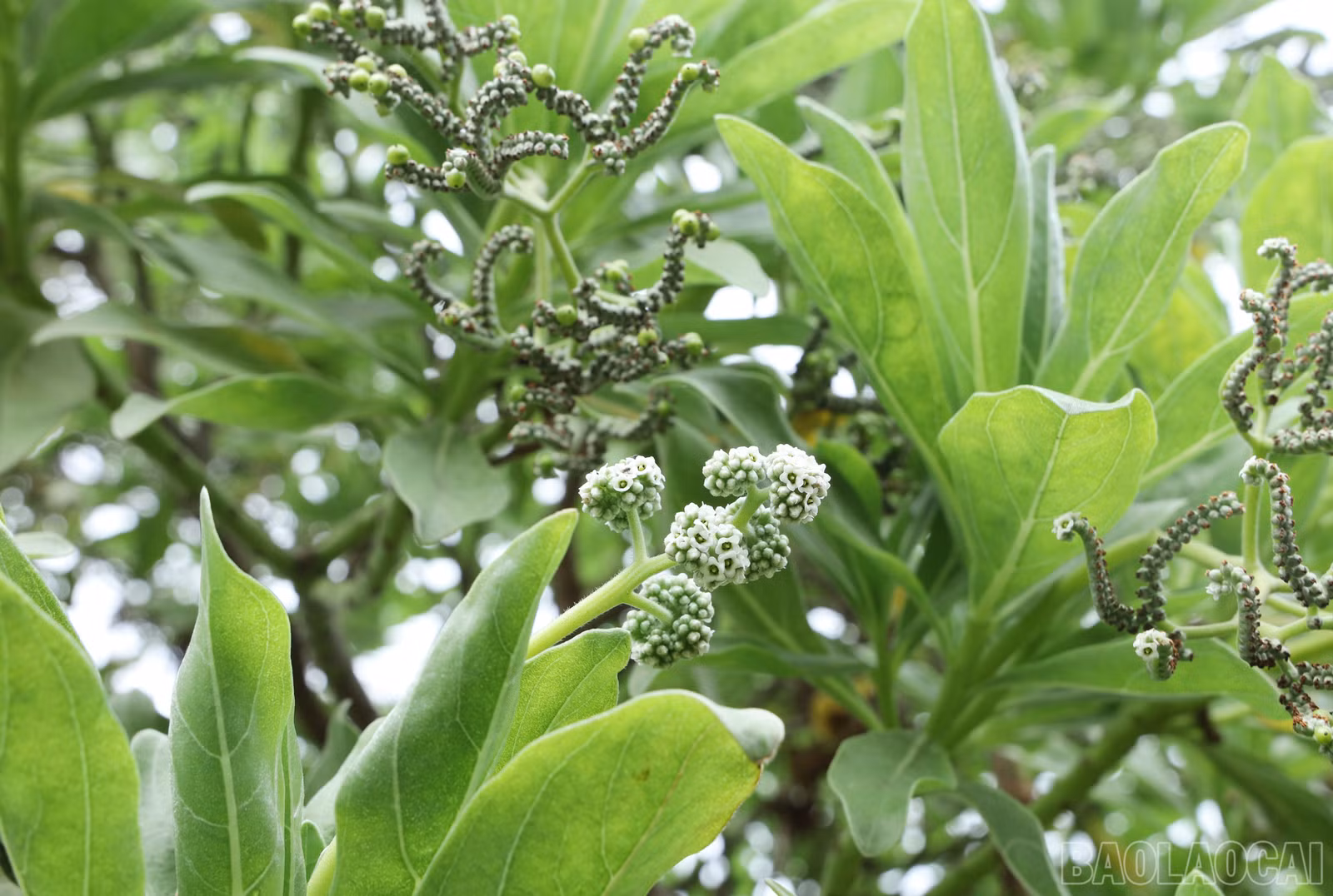 baolaocai-br_8888.jpg