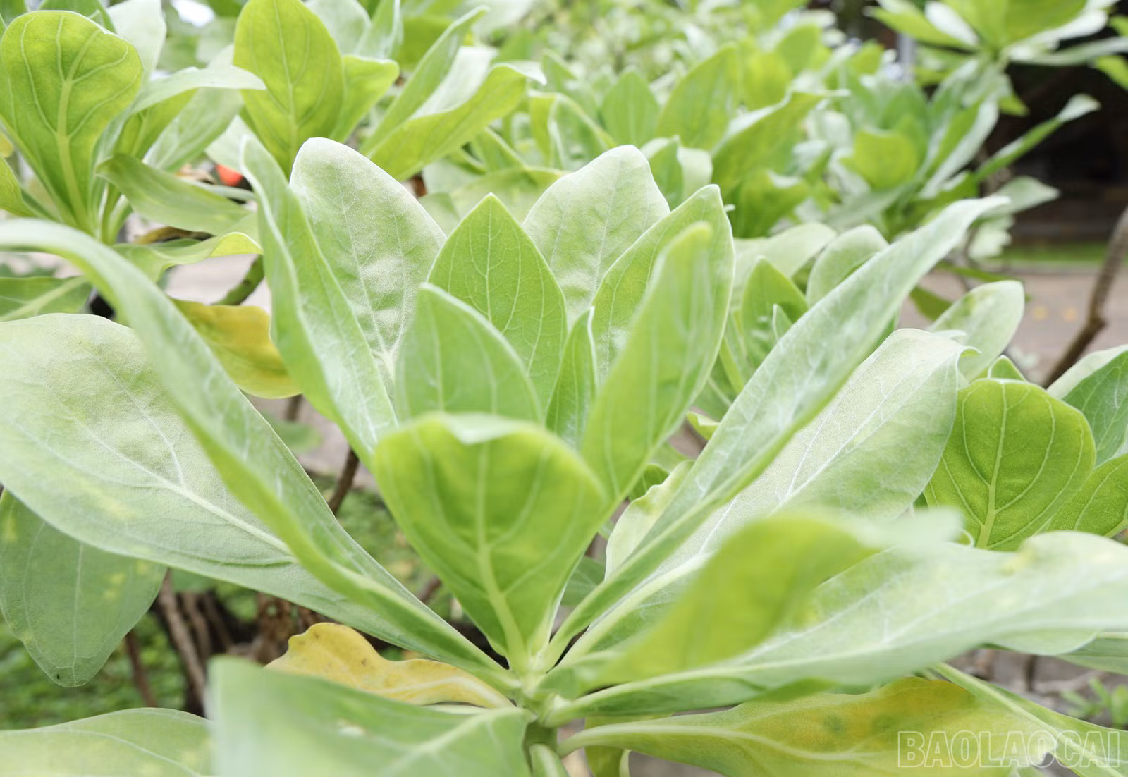 baolaocai-br_8828.jpg