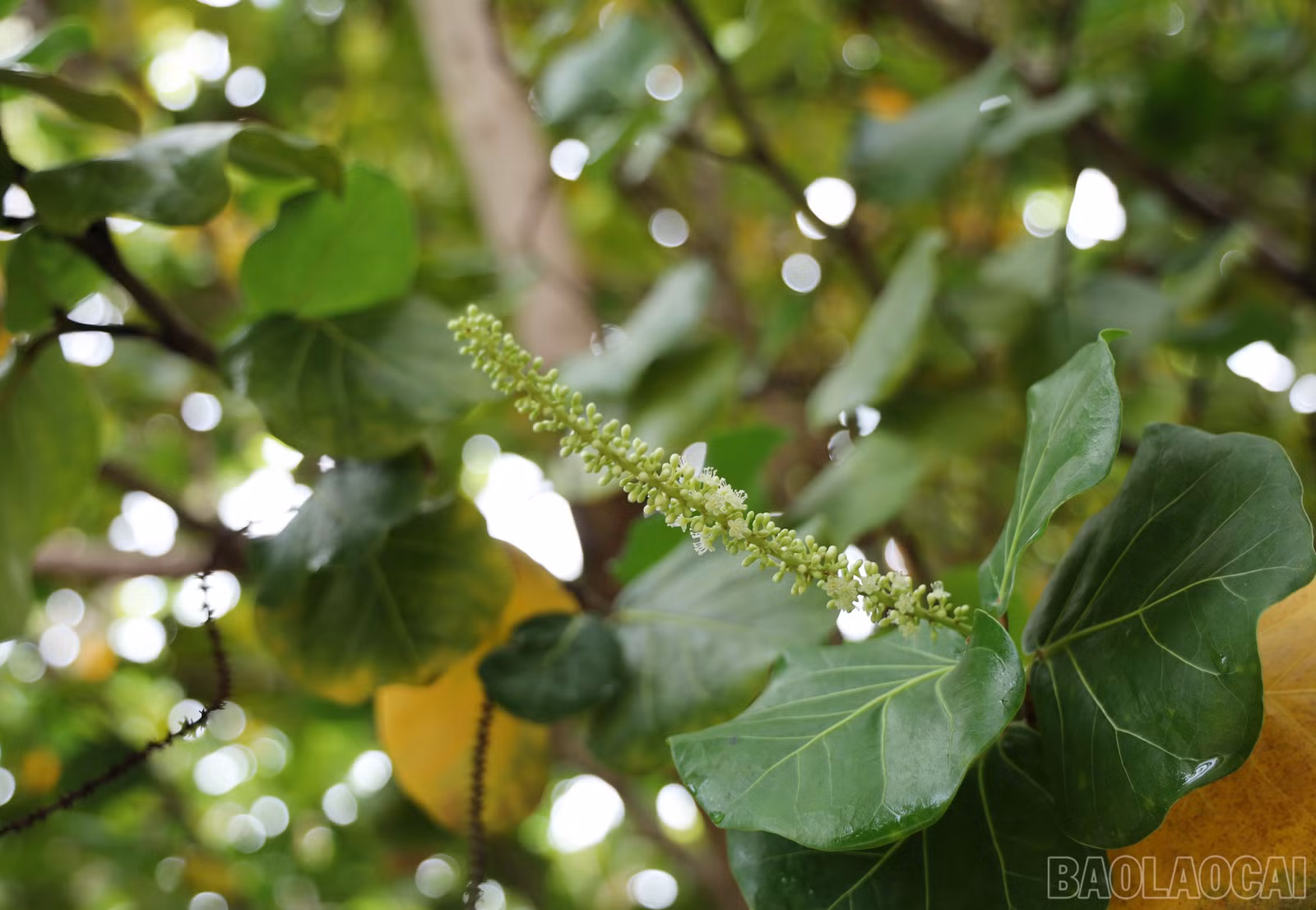 baolaocai-br_8898.jpg
