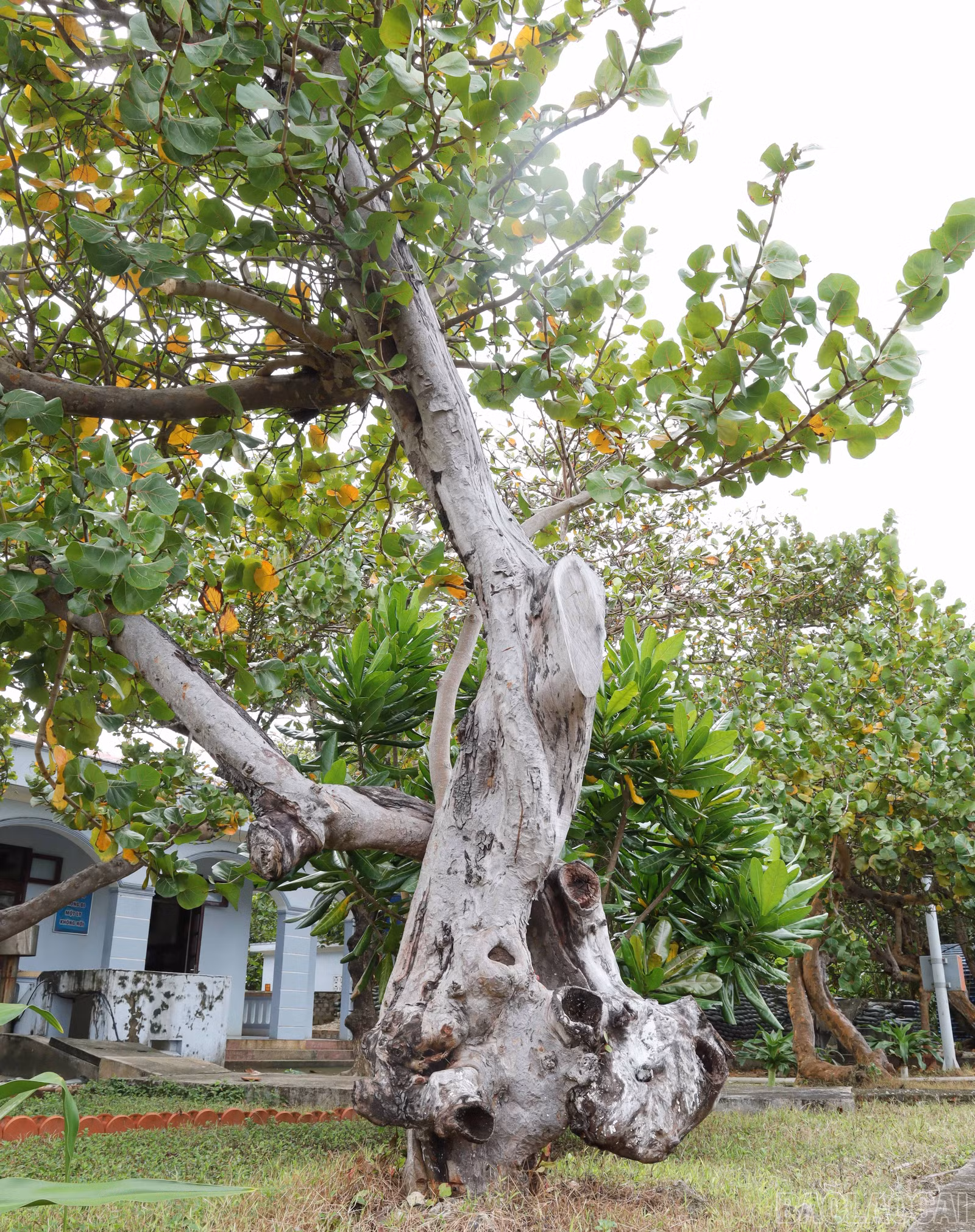 baolaocai-br_8855.jpg