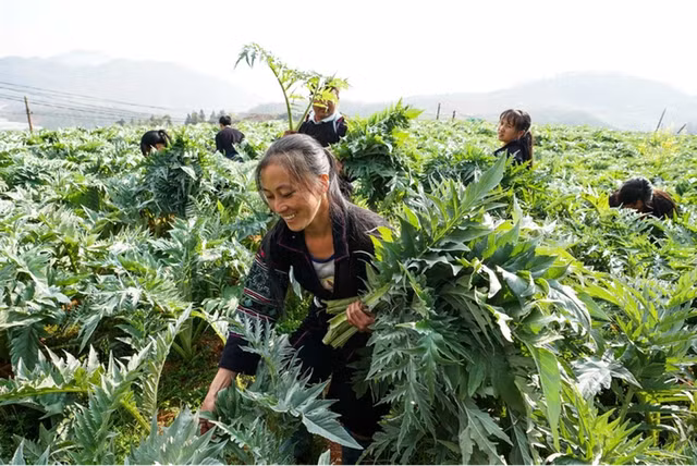 Các hộ dân người H'Mông đang cắt lá actiso tại xã Sa Pả (huyện Sa Pa, Lào Cai)