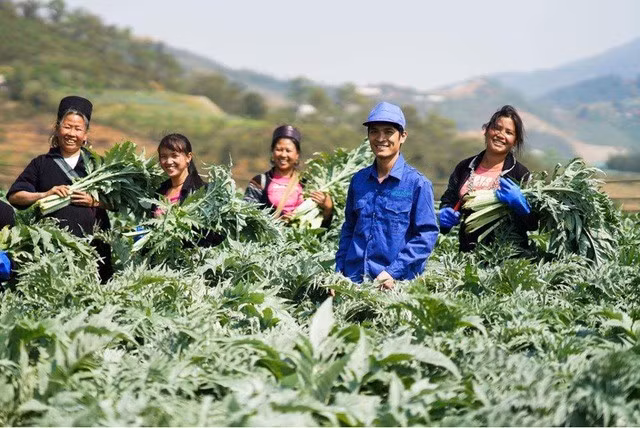 Actiso trồng tại Sapa có hoạt chất làm thuốc cao nhất so với actiso trồng tại các vùng miền khác trên cả nước