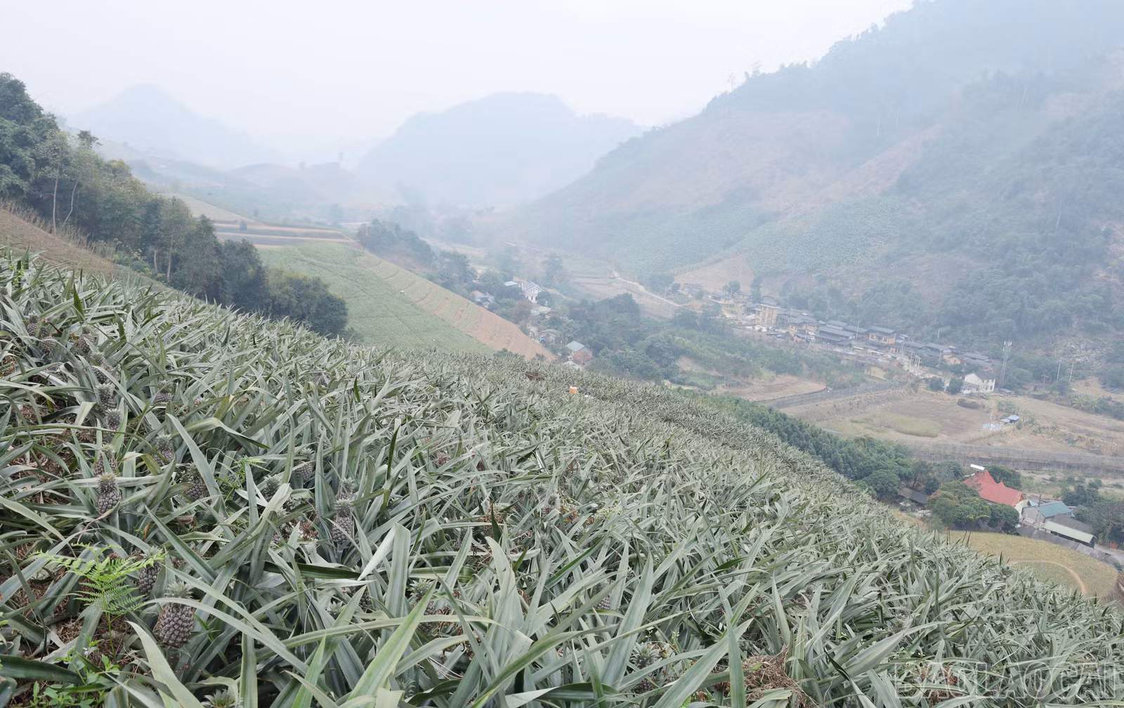 baolaocai-br_img-9617.jpg