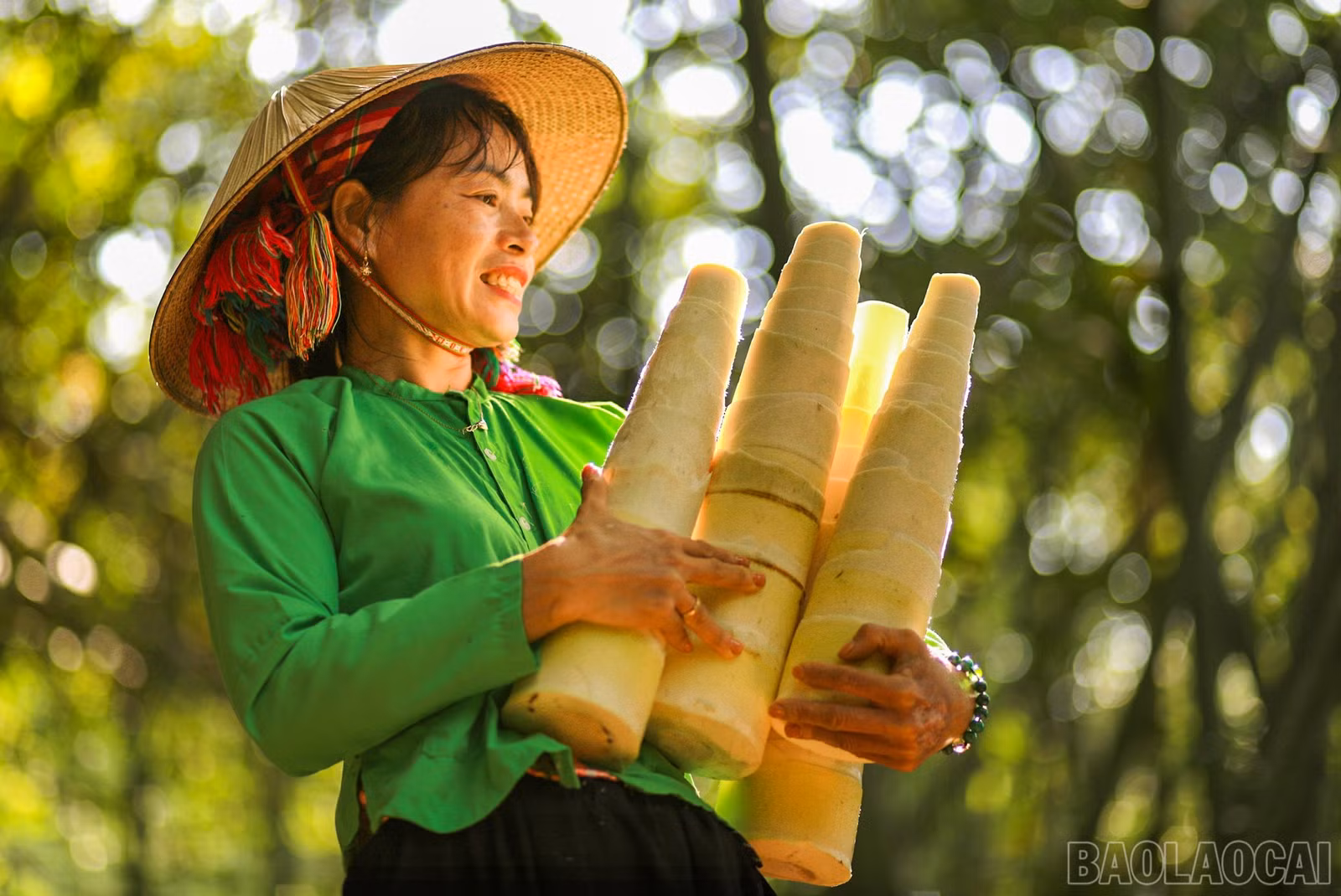 baolaocai-br_anh-6.jpg