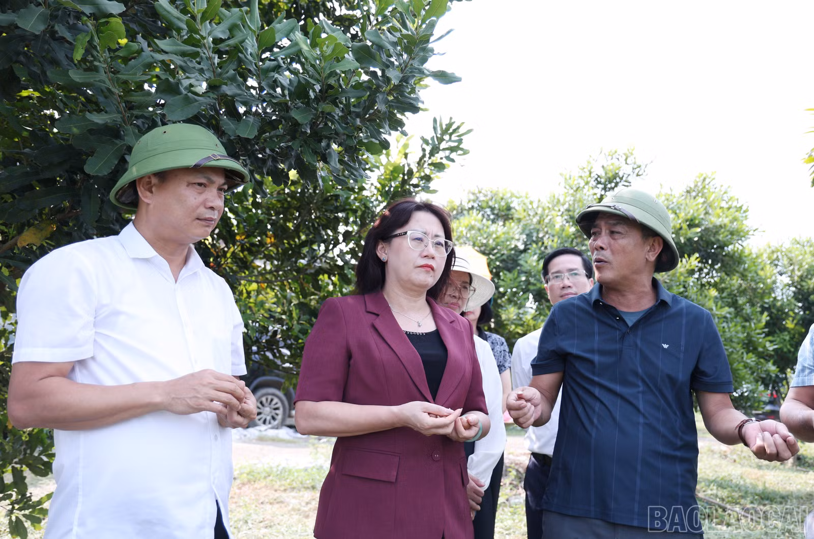 baolaocai-br_img-9753.jpg