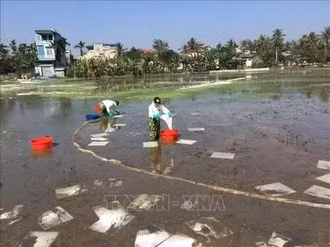 Trung tâm Ứng phó sự cố an toàn môi trường Việt Nam SOS dùng phao quây kết hợp với giấy thấm dầu, chất thấm dầu phân hủy sinh học để tiến hành thu gom làm sạch. Ảnh: Hoa Mai/TTXVN