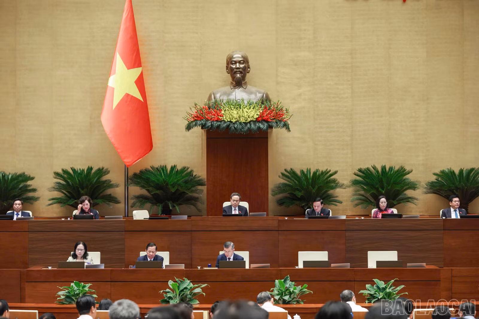 baolaocai-br_3.jpg