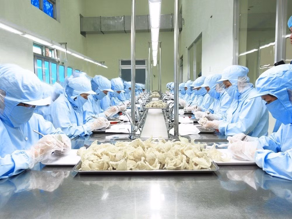 Sản phẩm tổ yến xuất sang Trung Quốc nằm trong diện quản lý mới.
