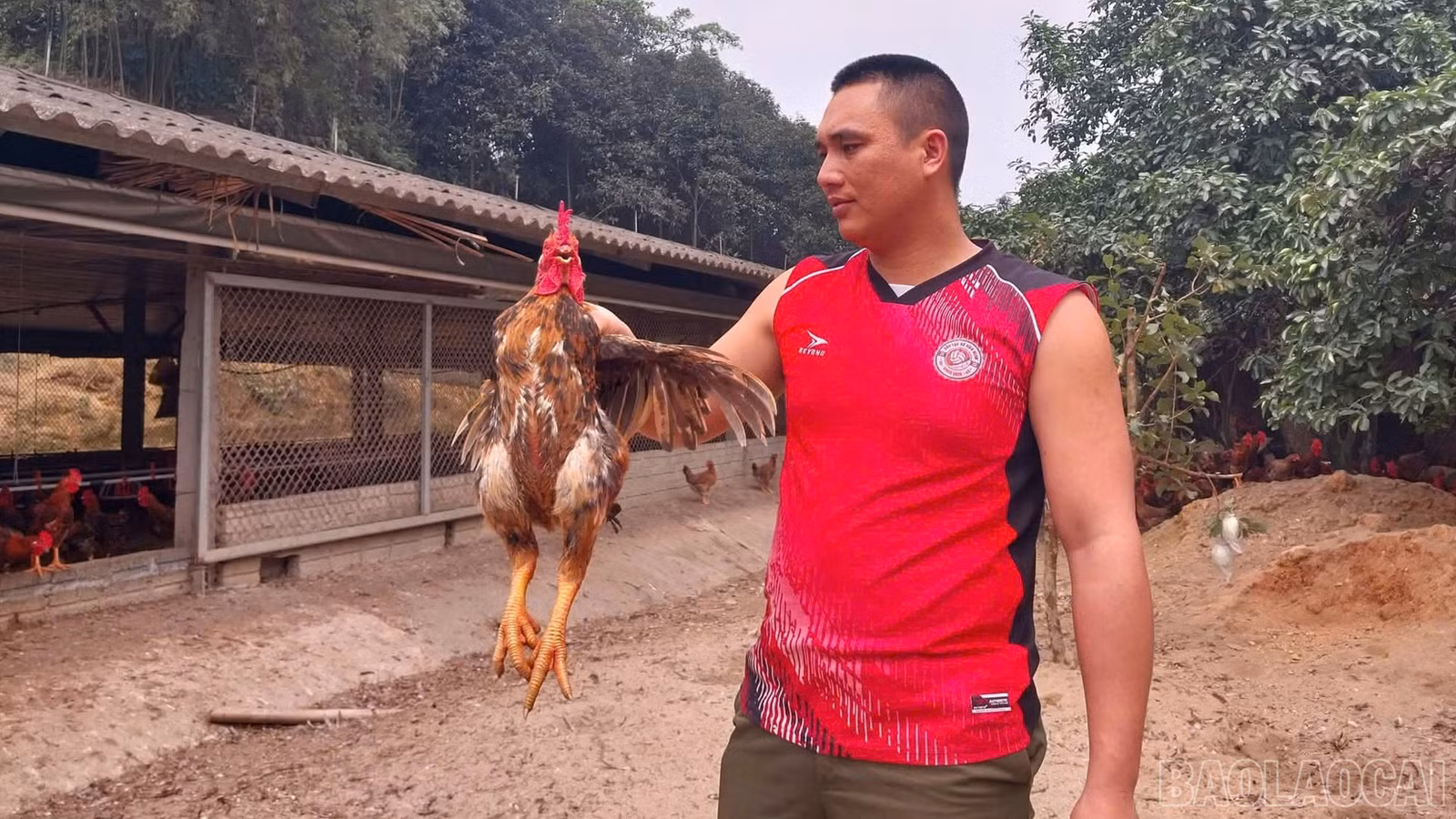 baolaocai-br_2.jpg
