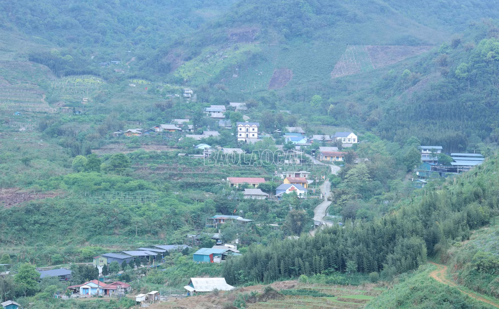 baolaocai-c_4002.jpg