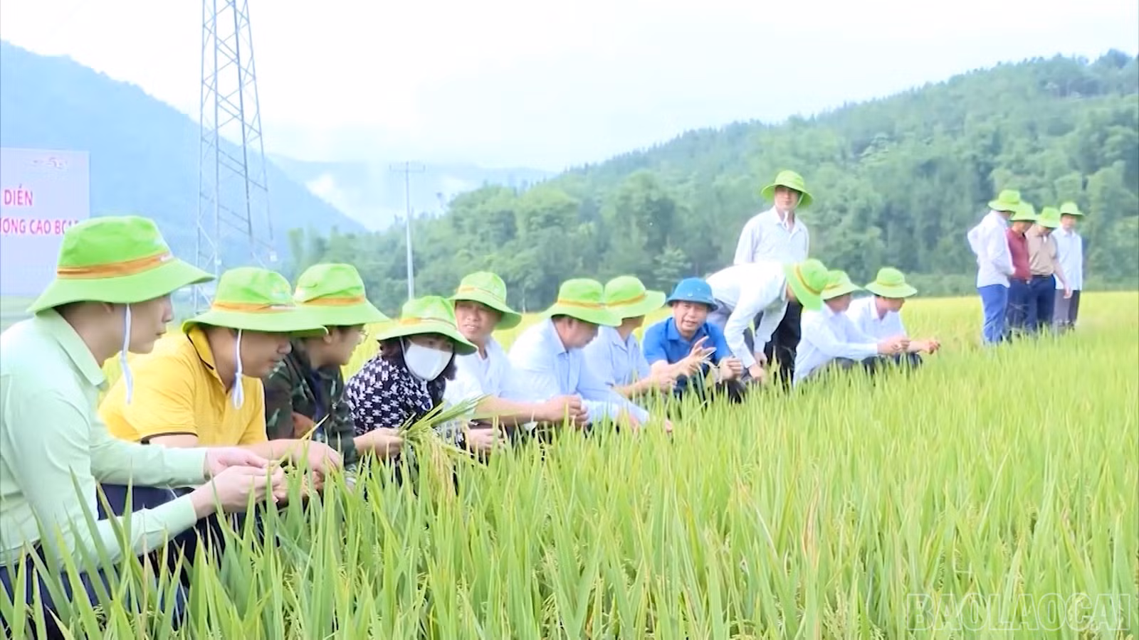 baolaocai-br_104.jpg
