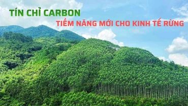 Tín chỉ carbon - Tiềm năng mới cho kinh tế rừng