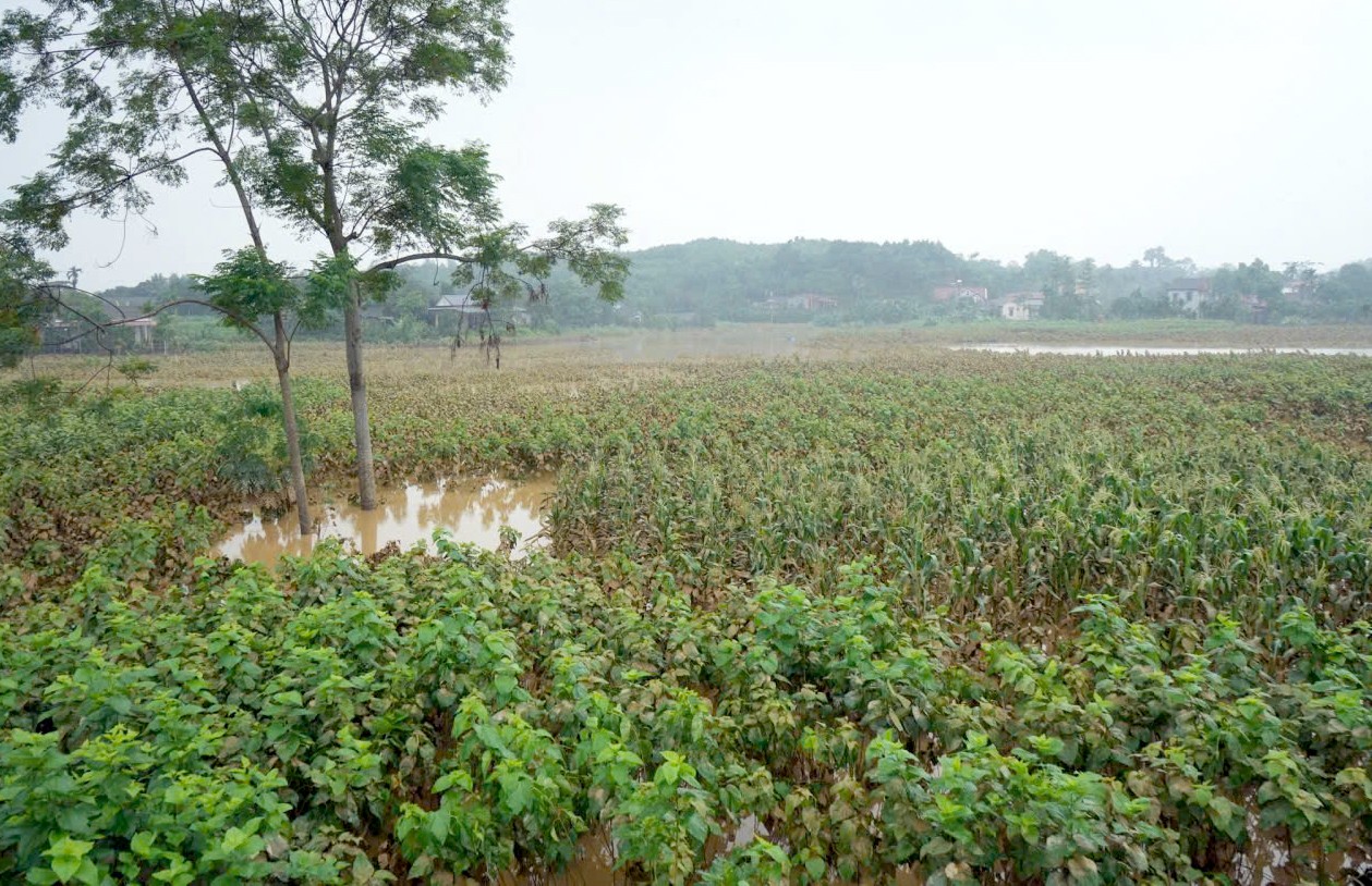 Nhiều diện tích dâu tằm trên địa bàn xã Trấn Yên bị ảnh hưởng nặng nề do mưa lũ. z7072570567155-fddde54a817c8f616e73aa1ed415ba84.jpg