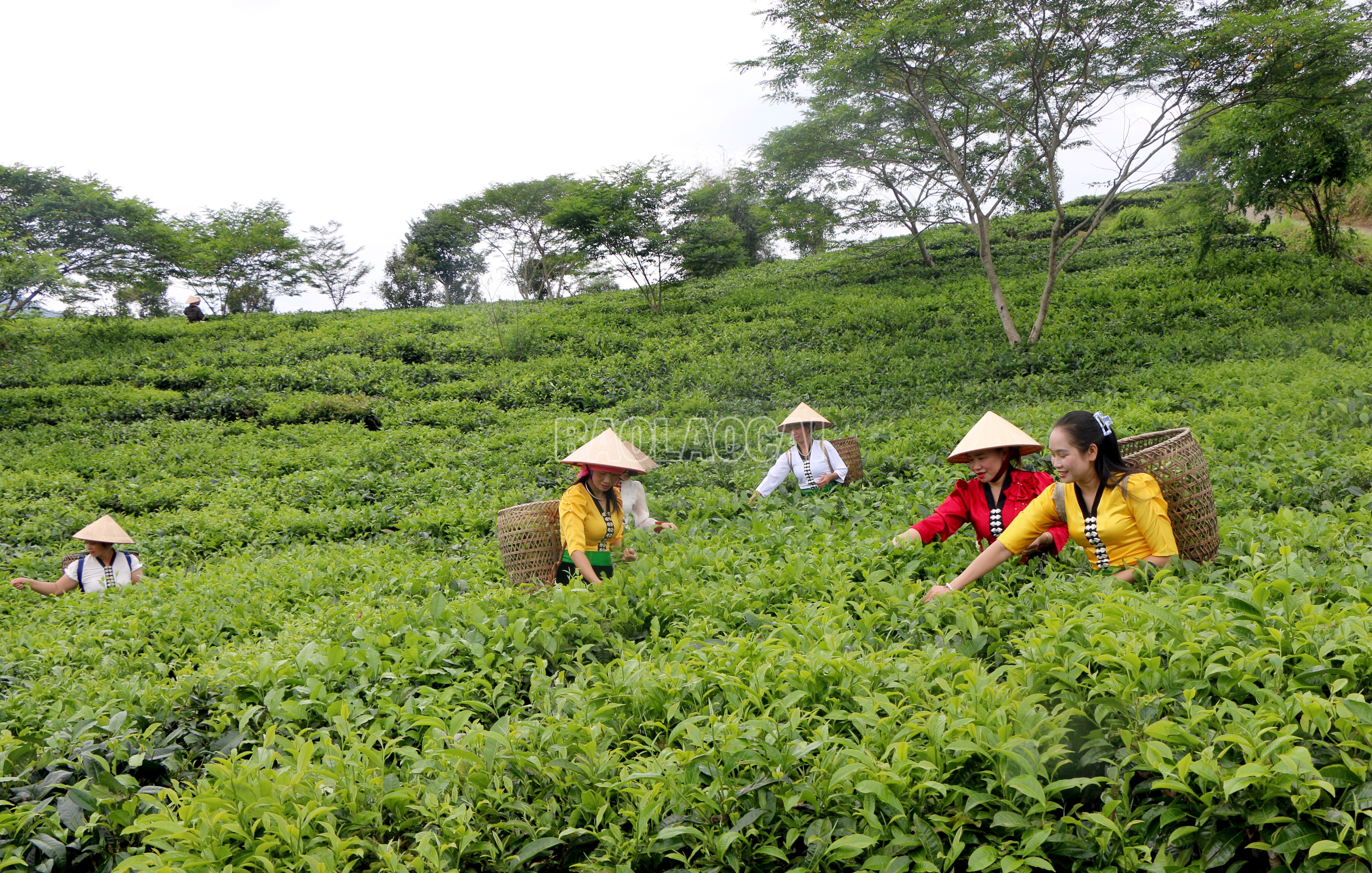 Cây chè với diện tích trên 16.000 ha là một trong những sản phẩm chủ lực, góp phần nâng cao thu nhập cho người dân Lào Cai. baolaocai-c_che.jpg