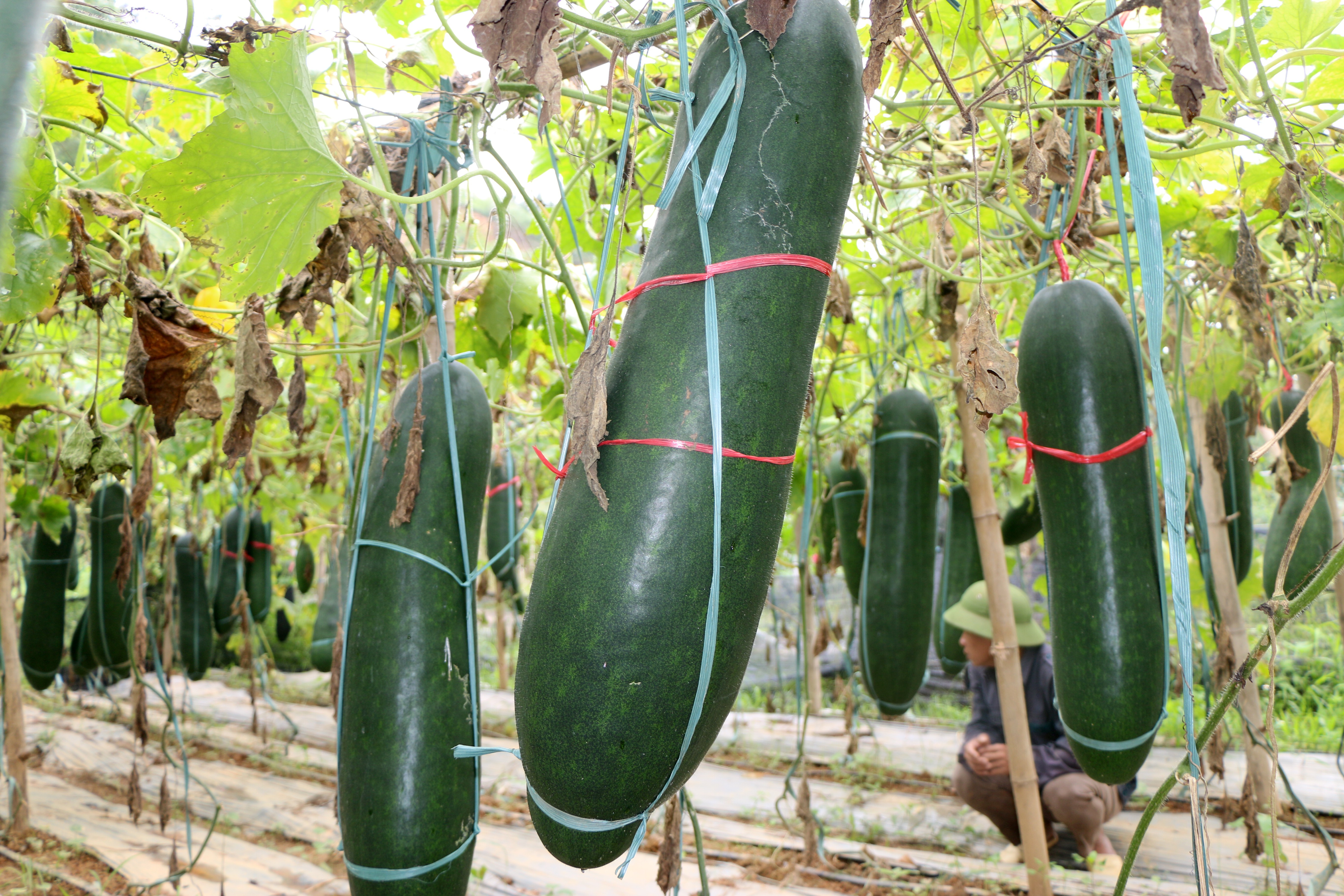 Tỉnh tập trung phát triển các vùng sản xuất nông nghiệp theo tiêu chuẩn VietGAP giúp nâng cao chất lượng, minh bạch thông tin sản phẩm.