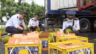 Xuất khẩu sầu riêng qua cửa khẩu Lào Cai tăng gấp 26 lần