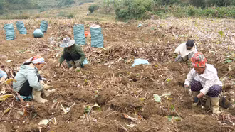 Mùa vui không trọn vẹn