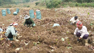 Mùa vui không trọn vẹn