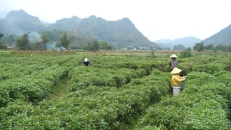 Sôi động khí thế lao động ngay từ những ngày đầu xuân