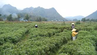 Sôi động khí thế lao động ngay từ những ngày đầu xuân