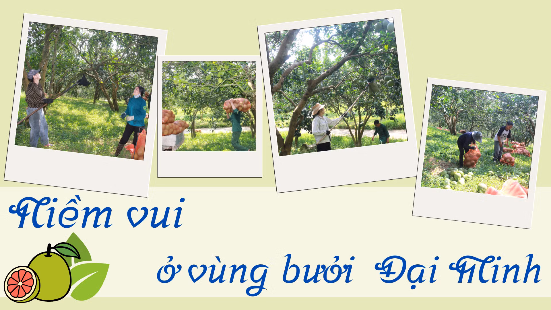 Niềm vui ở vùng bưởi Đại Minh