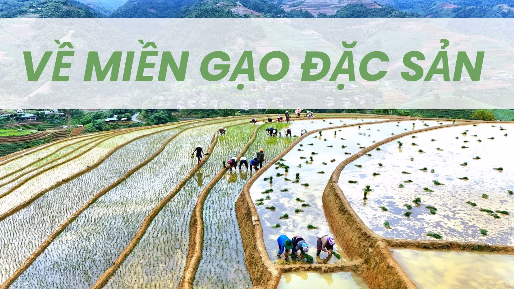 Về miền gạo đặc sản