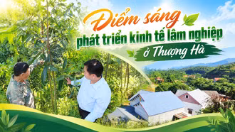 Điểm sáng phát triển kinh tế lâm nghiệp ở Thượng Hà