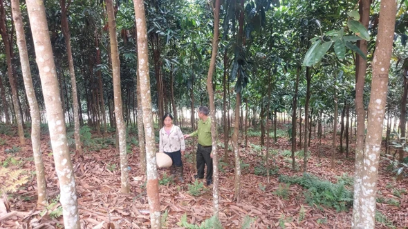 100% sản phẩm quế của Lào Cai sẽ được truy xuất nguồn gốc, số hóa vào năm 2030