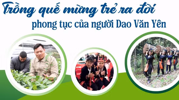 Trồng quế mừng trẻ ra đời - phong tục đẹp của người Dao Văn Yên