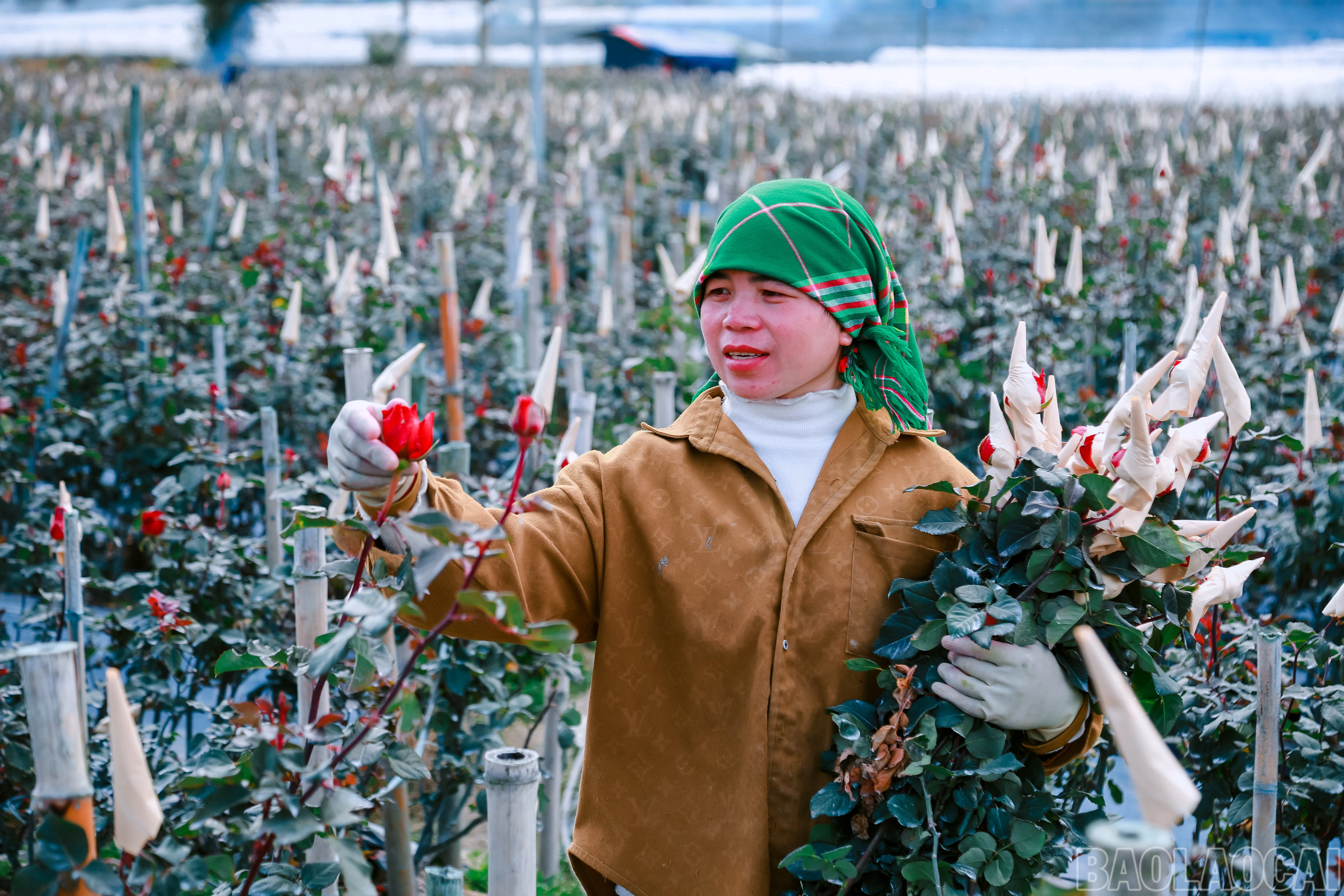 Xã Púng Luông có trên 75 ha trồng hoa hồng, mang lại nguồn nhập cao cho người dân nơi đây.