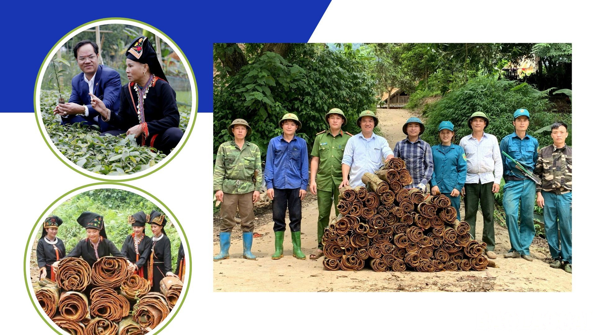 Xã Mỏ Vàng hiện có trên 5.000 ha quế, trong đó khoảng 60% diện tích được cấp chứng chỉ quế hữu cơ. baolaocai-br_8.jpg