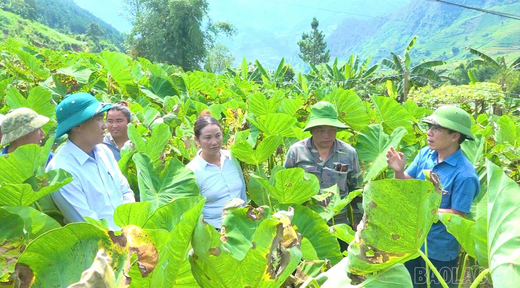 کمون فین هو در حال حاضر ۳۳۲ هکتار تارو با میانگین عملکرد ۱۰ تا ۱۲ تن در هکتار و کل تولید بیش از ۳۳۰۰ تن در سال دارد. baolaocai-br_gen-h-z7166602467425-bb90f013229ba4a42bdeed15068d3536.jpg