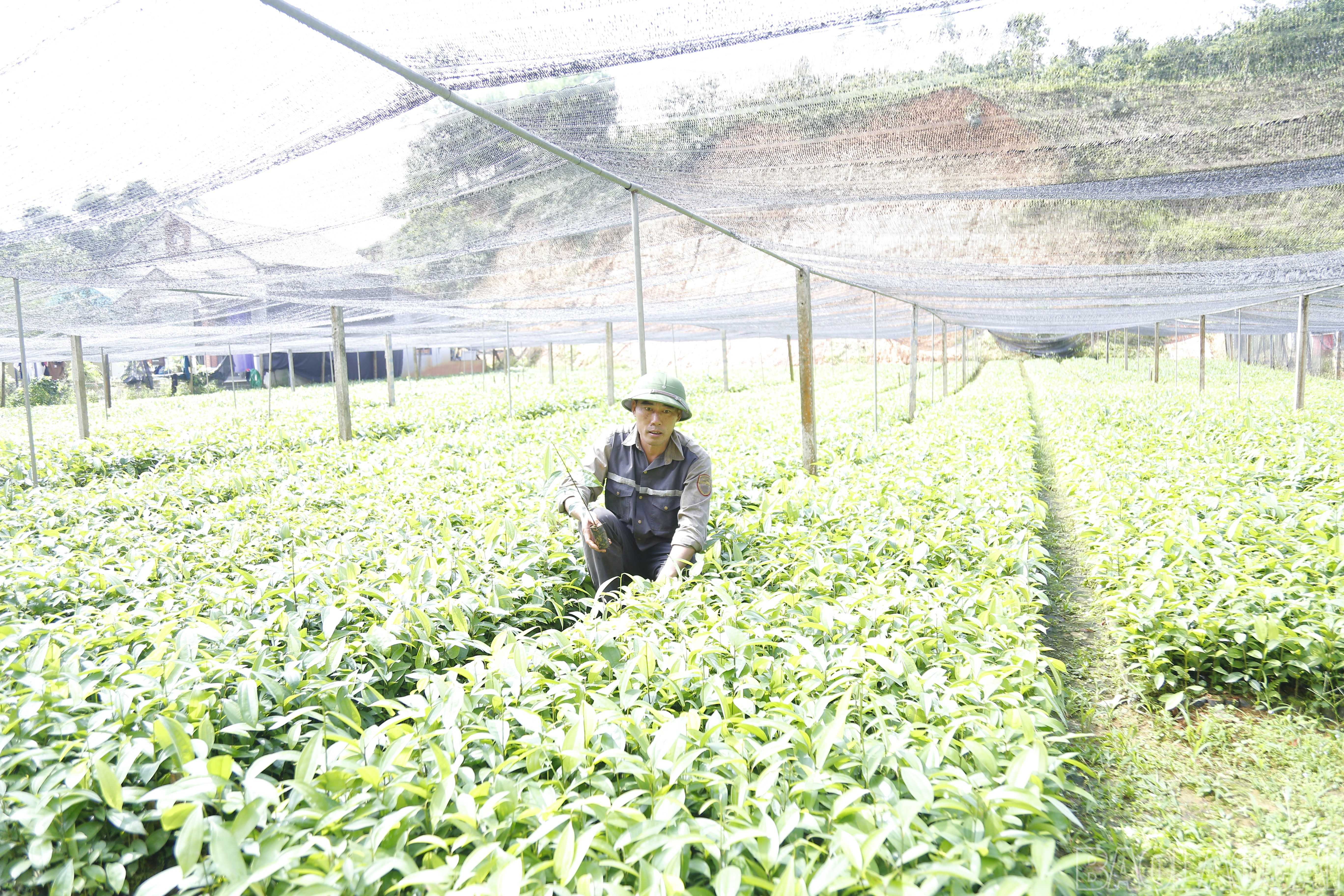 Nhờ phát huy nguồn vốn vay ưu đãi, đến nay gia đình anh Phạm Văn Dũng, thôn Hương Lý, xã Yên Bình trồng được 2 ha rừng quế, mỗi năm ươm được trên 90 vạn cây giống (chủ yếu quế), trừ chi phí hàng năm thu về trên 200 triệu đồng. baolaocai-br_mg-7308.jpg