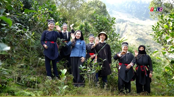 Mùa chăm chè ở Sảng Mào Phố