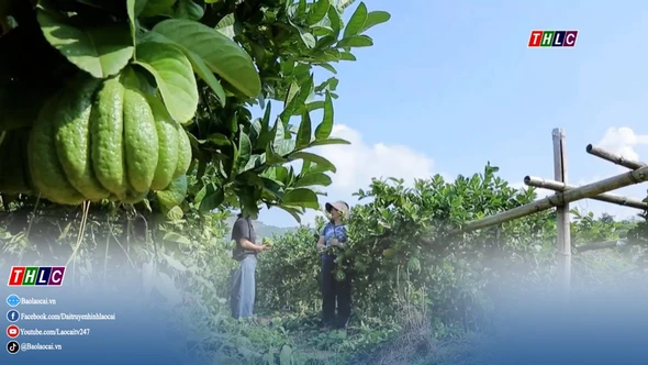 Buổi sáng ở vườn phật thủ tết