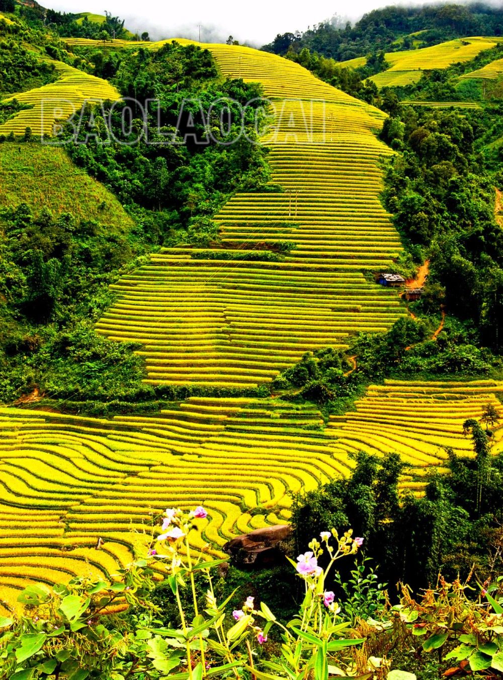 Di sản ruộng bậc thang Sa Pa ngày càng hấp dẫn du khách muôn phương. Ảnh: Ngọc Bằng s3.jpg