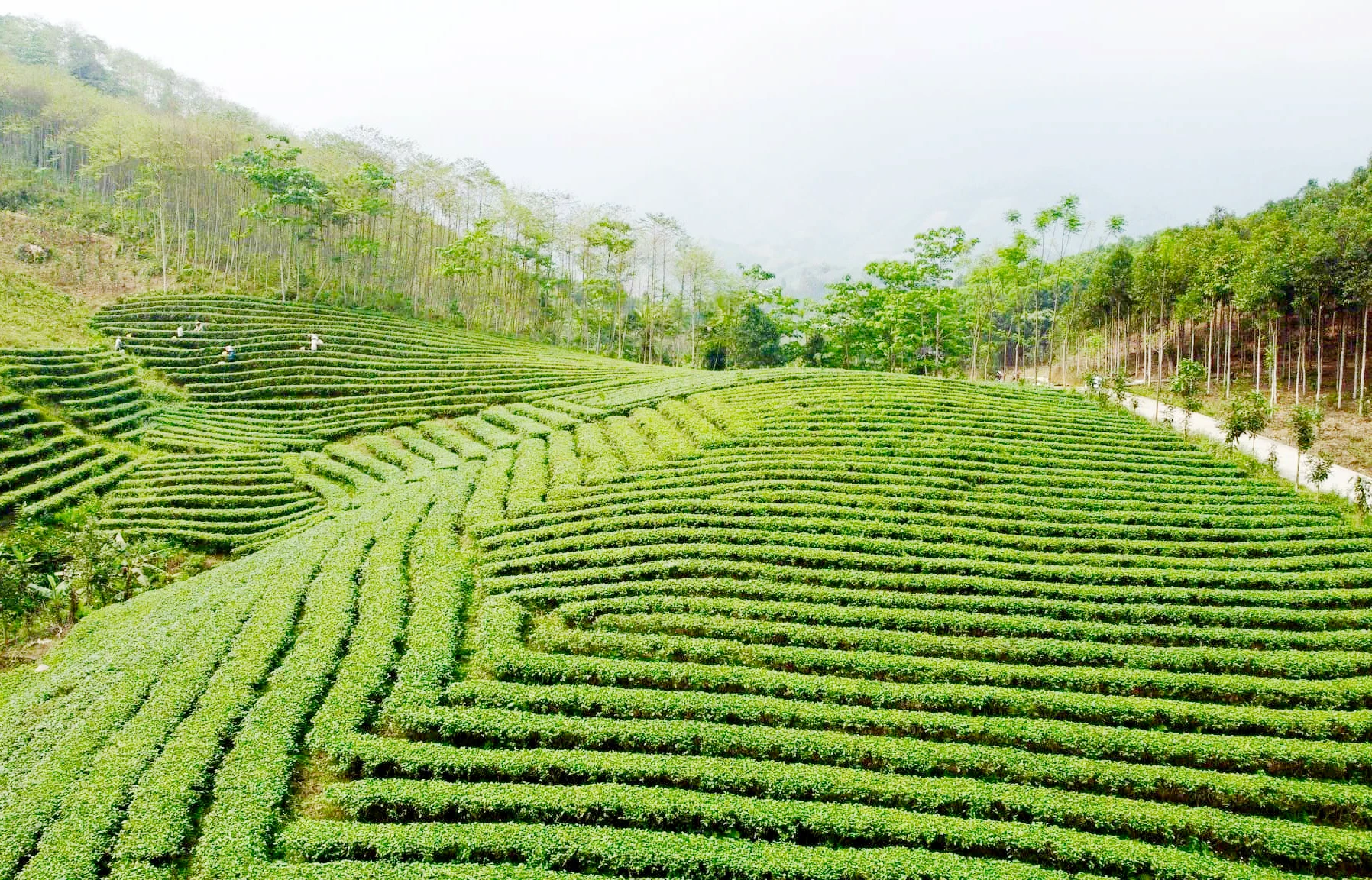 Đồi chè Lương Sơn.jpg