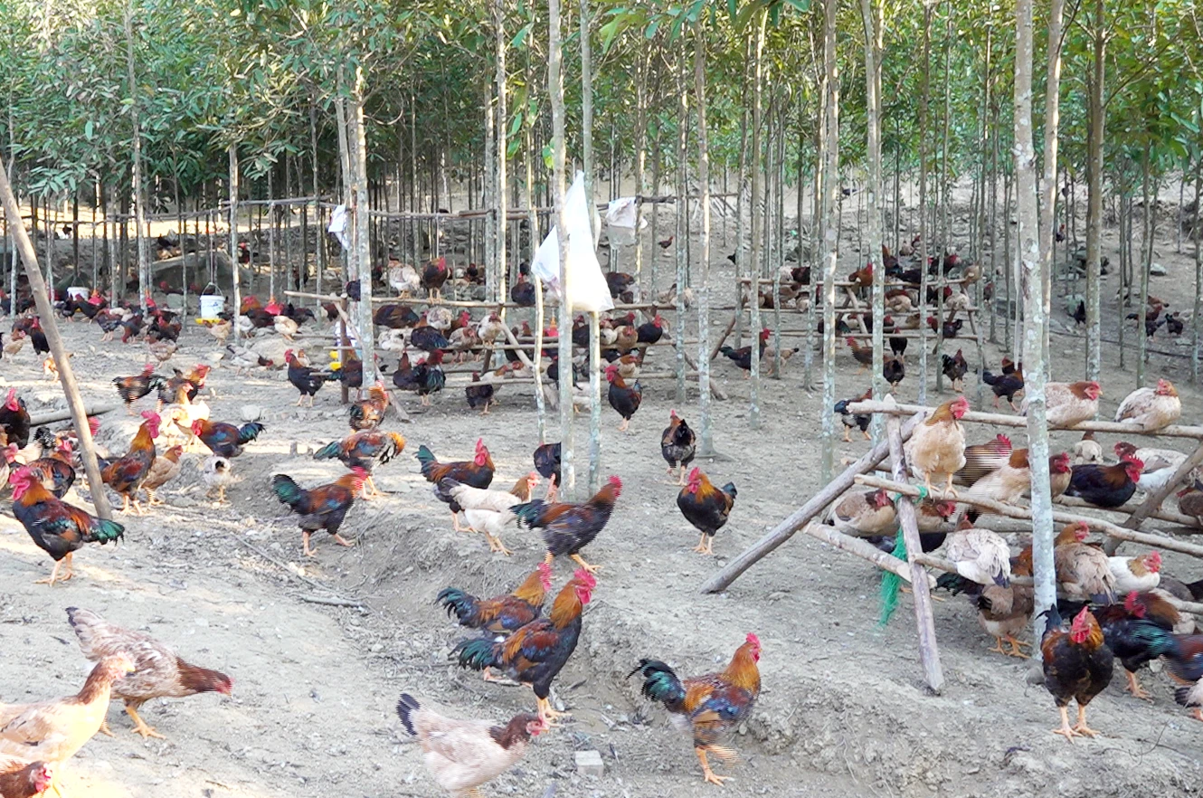 Nuôi gà thả vườn dưới tán cây quế.png